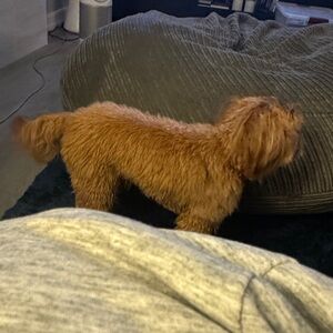 BOGG BAG - original Brand new